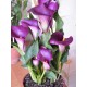 Калла(Zantedeschia) Purple Moon