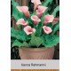 Калла (Zantedeschia) Rehmannii