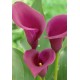 Калла (Zantedeschia) Saigon