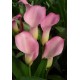 Калла (Zantedeschia) Samur