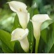 Калла(Zantedeschia) Saporro