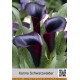 Калла (Zantedeschia) Schwarzwalder