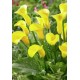Калла (Zantedeschia) Summer Sun