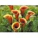 Калла(Zantedeschia) Treasure
