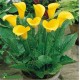 Калла(Zantedeschia) Gold Rush