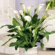 Калла(Zantedeschia) Calgary