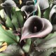 Калла(Zantedeschia)   Memories