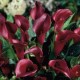 Калла(Zantedeschia) Black Star = Brilliant