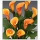 Калла(Zantedeschia) Passionfruit
