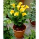 Калла(Zantedeschia) Pot of Gold