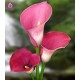 Калла (Zantedeschia) Capitain Romance