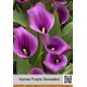 Калла (Zantedeschia) Purple Sensation