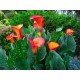 Калла(Zantedeschia) Flame