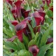 Калла(Zantedeschia)Grape Velvet