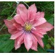 Клематис (Clematis) Little Mermaid