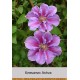 Клематис (Clematis) Ashva