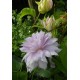 Клематис (Clematis) Belle of Woking