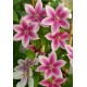 Клематис (Clematis) Carnaby