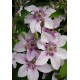 Клематис (Clematis) Darius