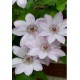 Клематис (Clematis) Dawn