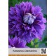 Клематис (Clematis) Diamantino