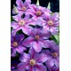 Клематис (Clematis) Etoile de Malicorne