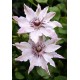 Клематис (Clematis) Fair Rosamond