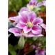 Клематис (Clematis) Girenas