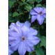 Клематис (Clematis) Hybrida Sieboldii Ramona