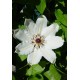 Клематис (Clematis) James Mason