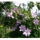 Клематис (Clematis) John Pikton