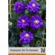 Клематис (Clematis) Kiri Te Kanawa