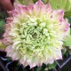 Клематис Midori 