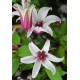 Клематис (Clematis) Princess Kate®