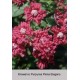 Клематис Purpurea Plena Elegans