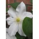 Клематис (Clematis) Toki