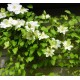 Клематис (Clematis) Guernsey Cream