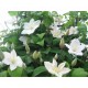 Клематис (Clematis) Lesnaja Opera