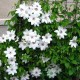 Клематис (Clematis) Balerina