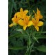 Альстремерия (Alstroemeria) Lutea