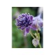 Аквилегия (Aquilegia)  Barlow Crista