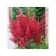 Астильба Арендса (Astilbe) (A)  Bella®