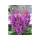 Астильба китайская (Astilbe) (C)Black & Blue®