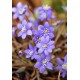 Печеночница (Hepatica) Blue Forest Hybrids®