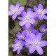 Печеночница (Hepatica) Blue Jewel