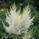 Астильба Арендса (Astilbe) (A) Brautschleier