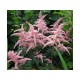 Астильба Арендса (Astilbe) (A) Bressingham Beauty