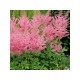 Астильба Арендса (Astilbe) (A) Cattleya