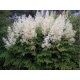 Астильба Арендса (Astilbe) (A) Close Harmony®