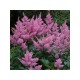 Астильба Арендса (Astilbe) (A) Darwins Dream